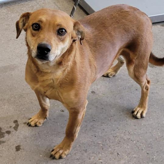 Enlarge Buddy, a Adoptable Mixed Breed in Las Cruces, NM image 2/5