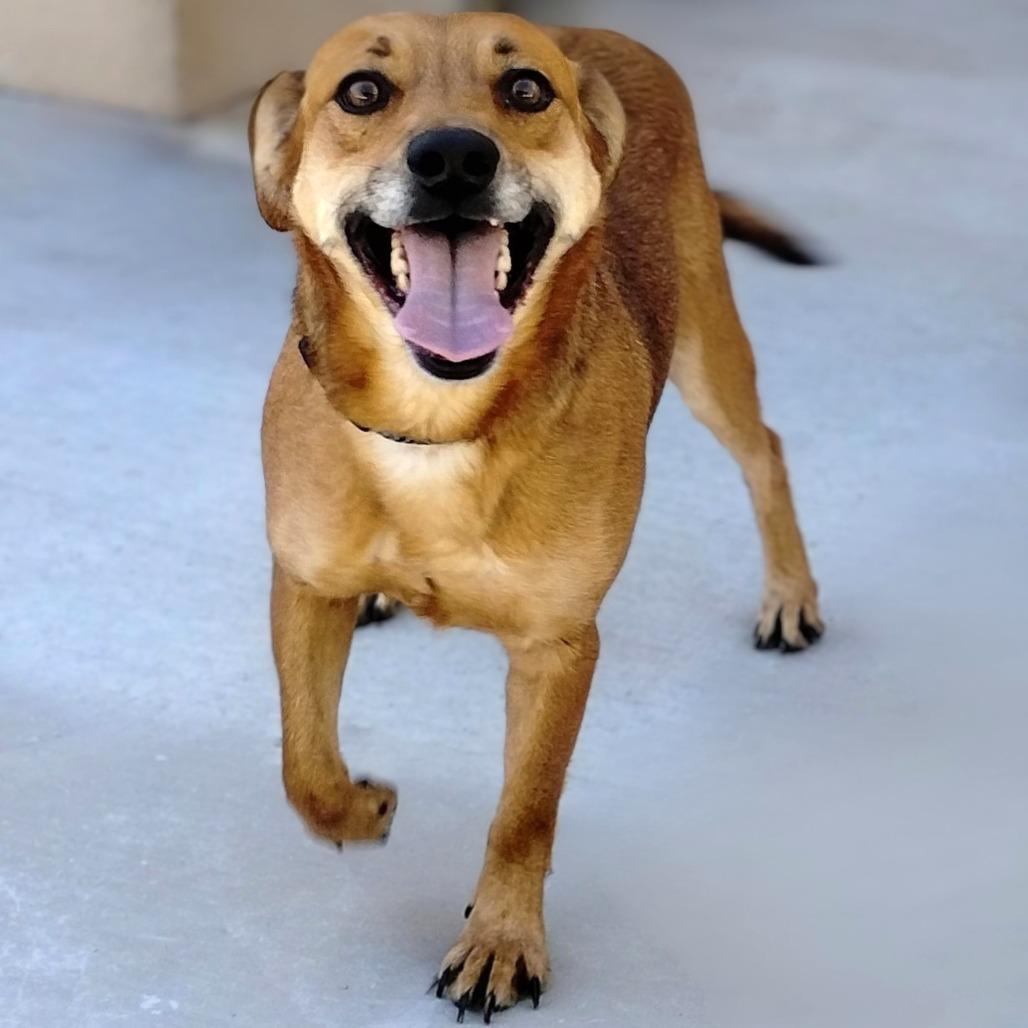 Enlarge Buddy, a Adoptable Mixed Breed in Las Cruces, NM image 3/5