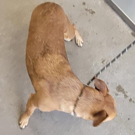 Enlarge Buddy, a Adoptable Mixed Breed in Las Cruces, NM image 3/5