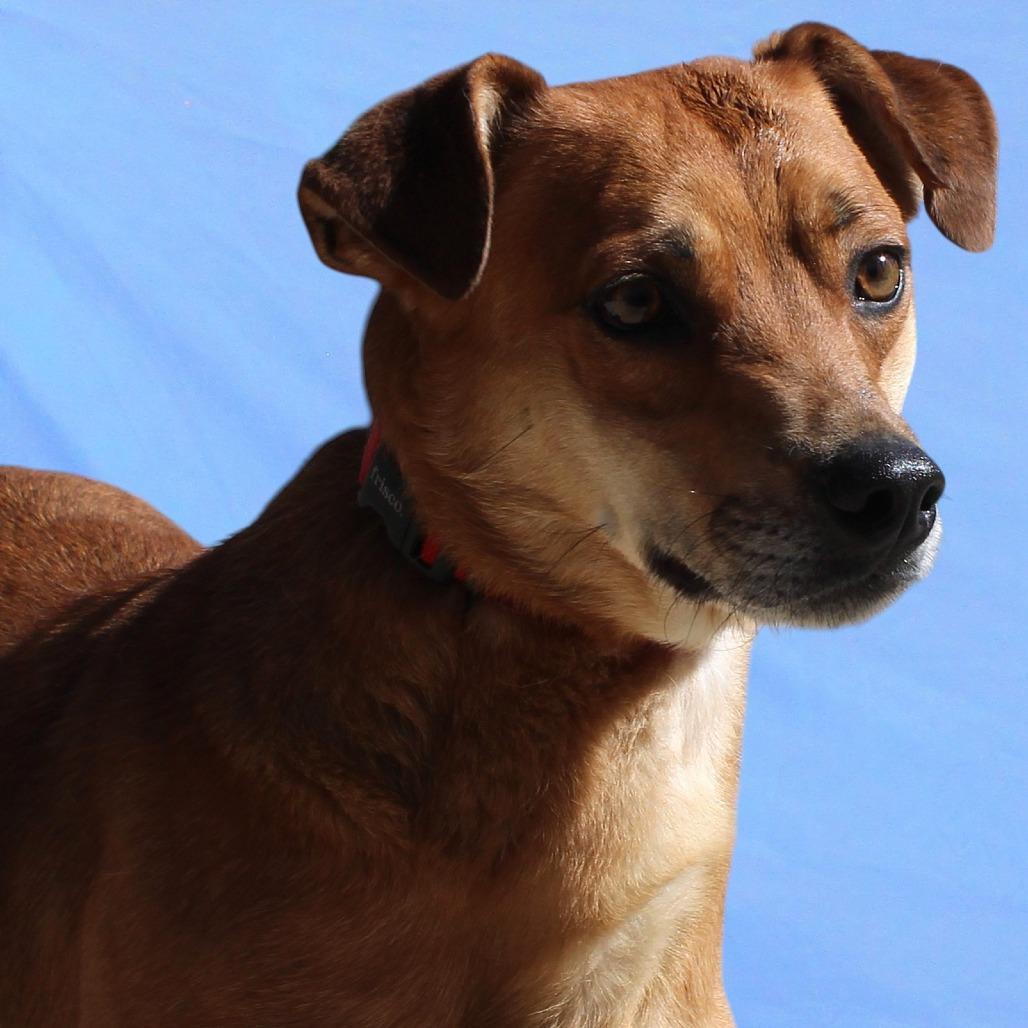 Enlarge Buddy, a Adoptable Mixed Breed in Las Cruces, NM image 4/5