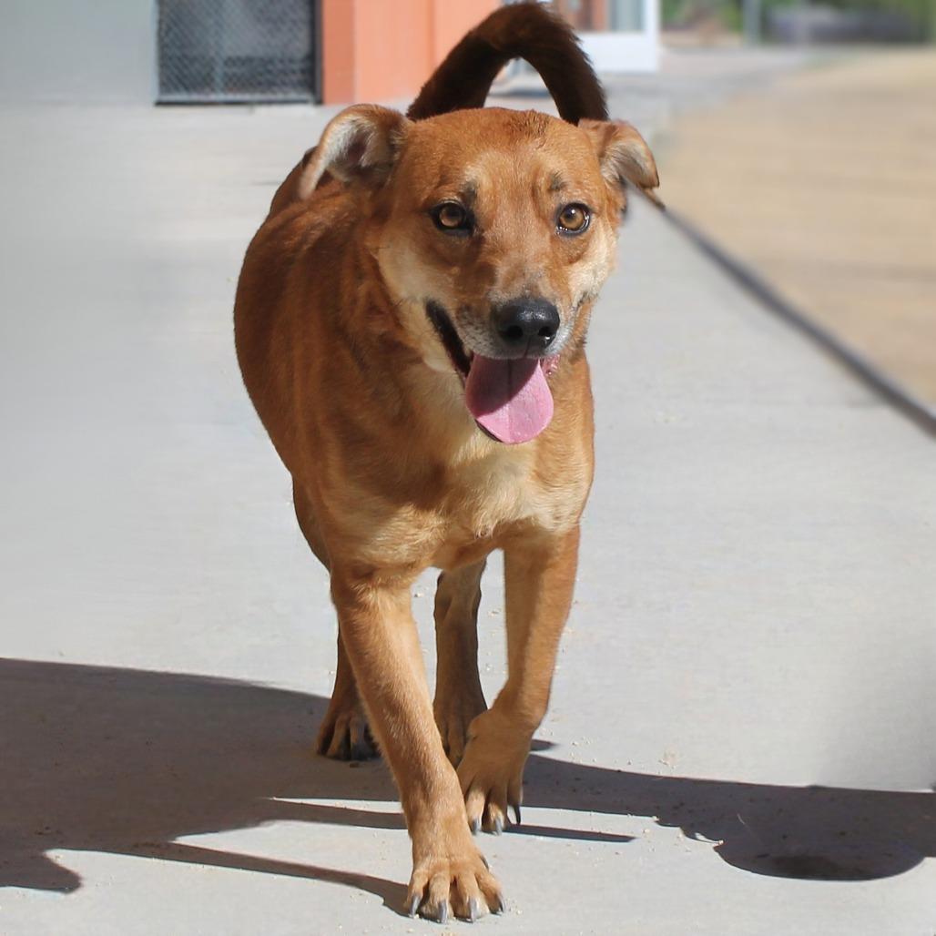 Enlarge Buddy, a Adoptable Mixed Breed in Las Cruces, NM image 5/5