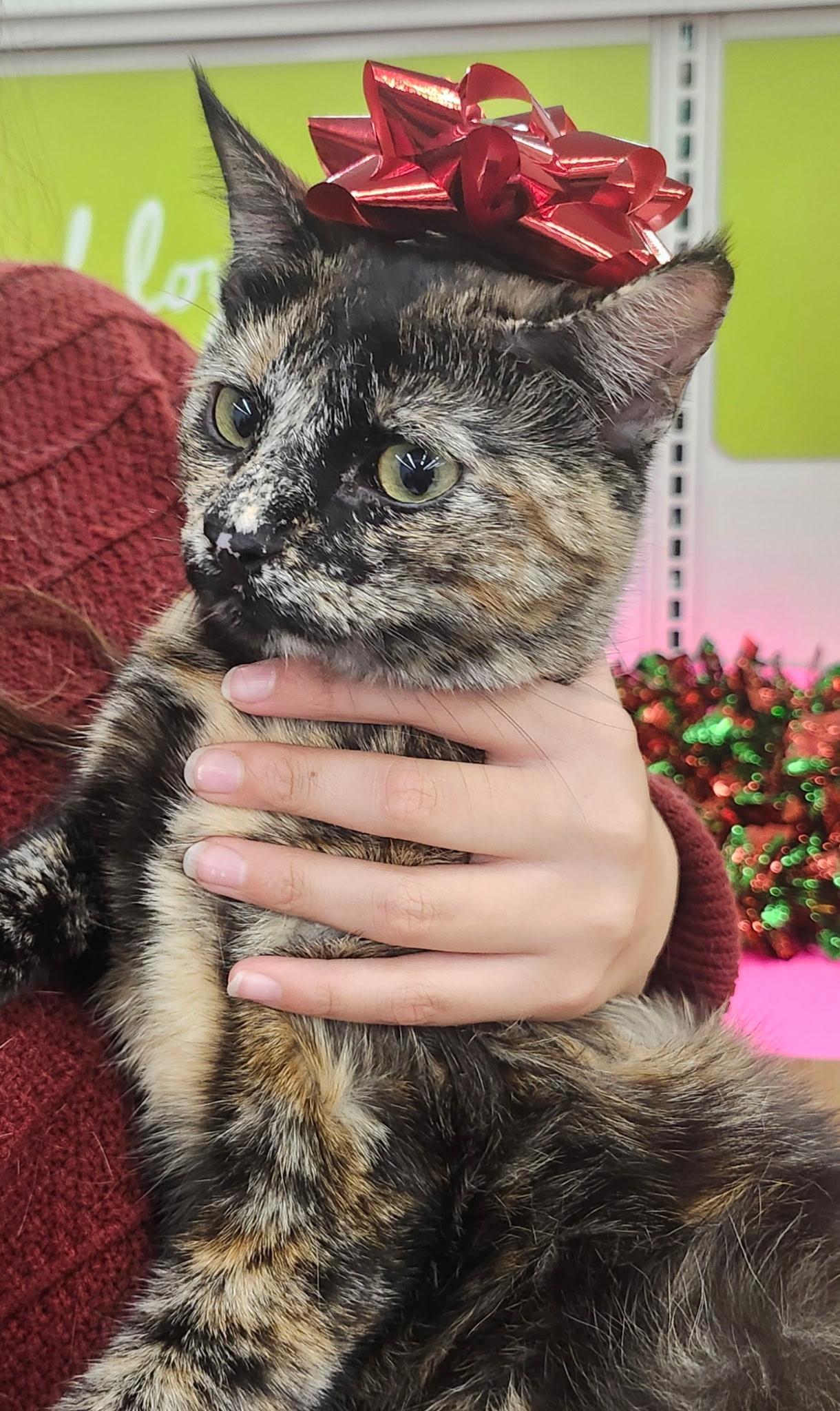 Jazzy (Bonder with CoCo), ADOPTABLE, Young Female Domestic Short Hair.