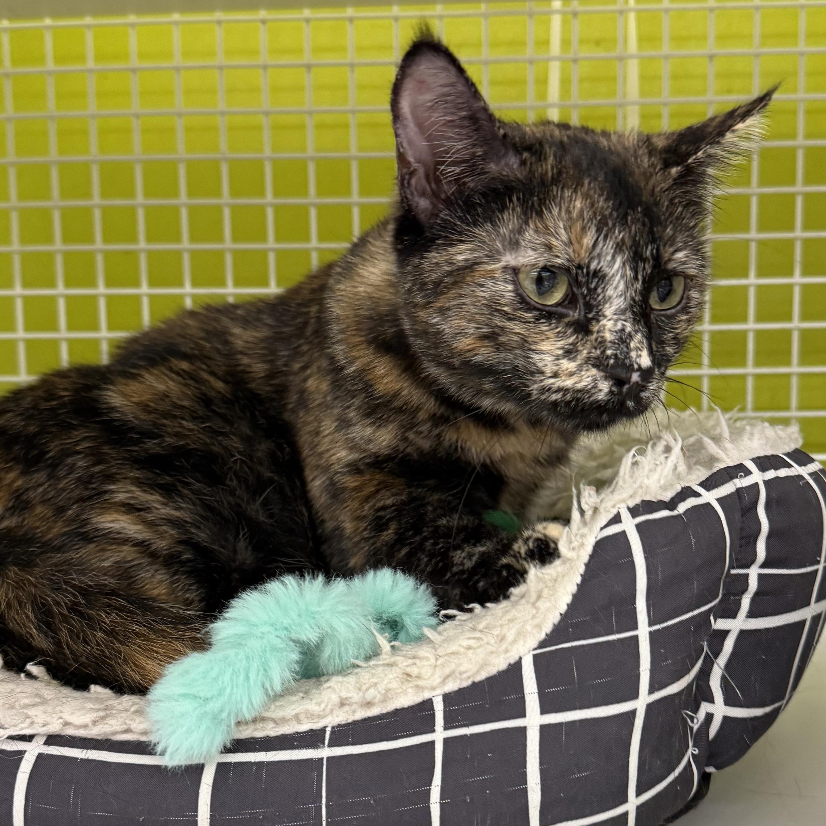 Jazzy , ADOPTABLE, Young Female Domestic Short Hair.