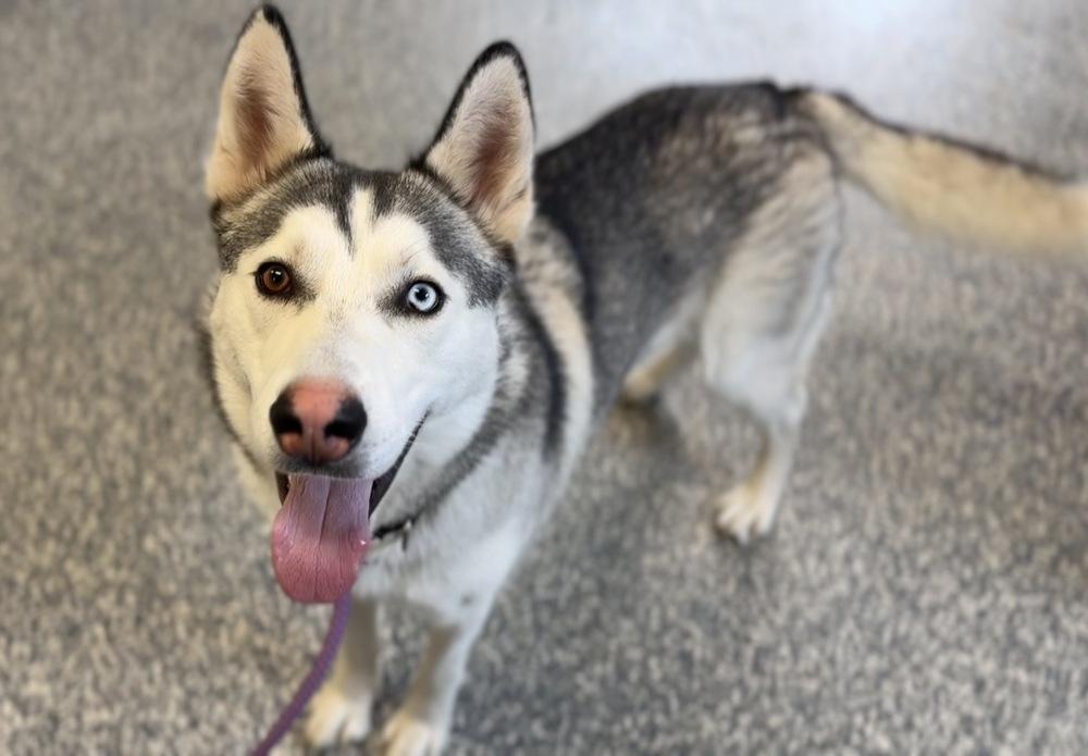 Toby, a Adoptable mixed breed in Bemidji, MN image 1/4