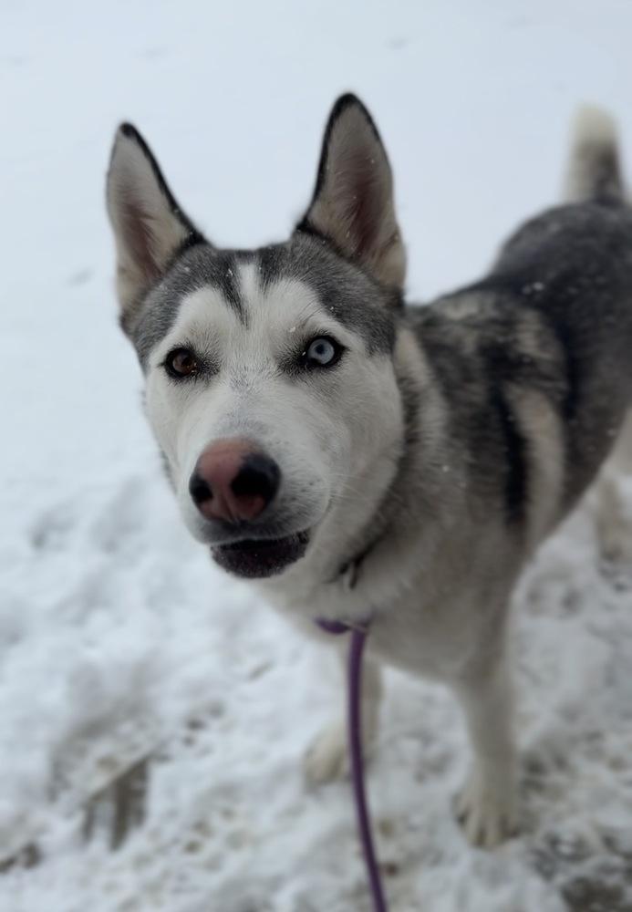 Toby, a Adoptable mixed breed in Bemidji, MN image 2/4