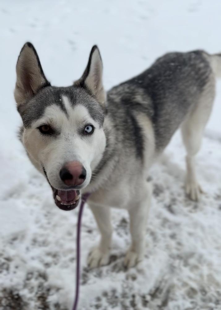 Toby, a Adoptable mixed breed in Bemidji, MN image 4/4