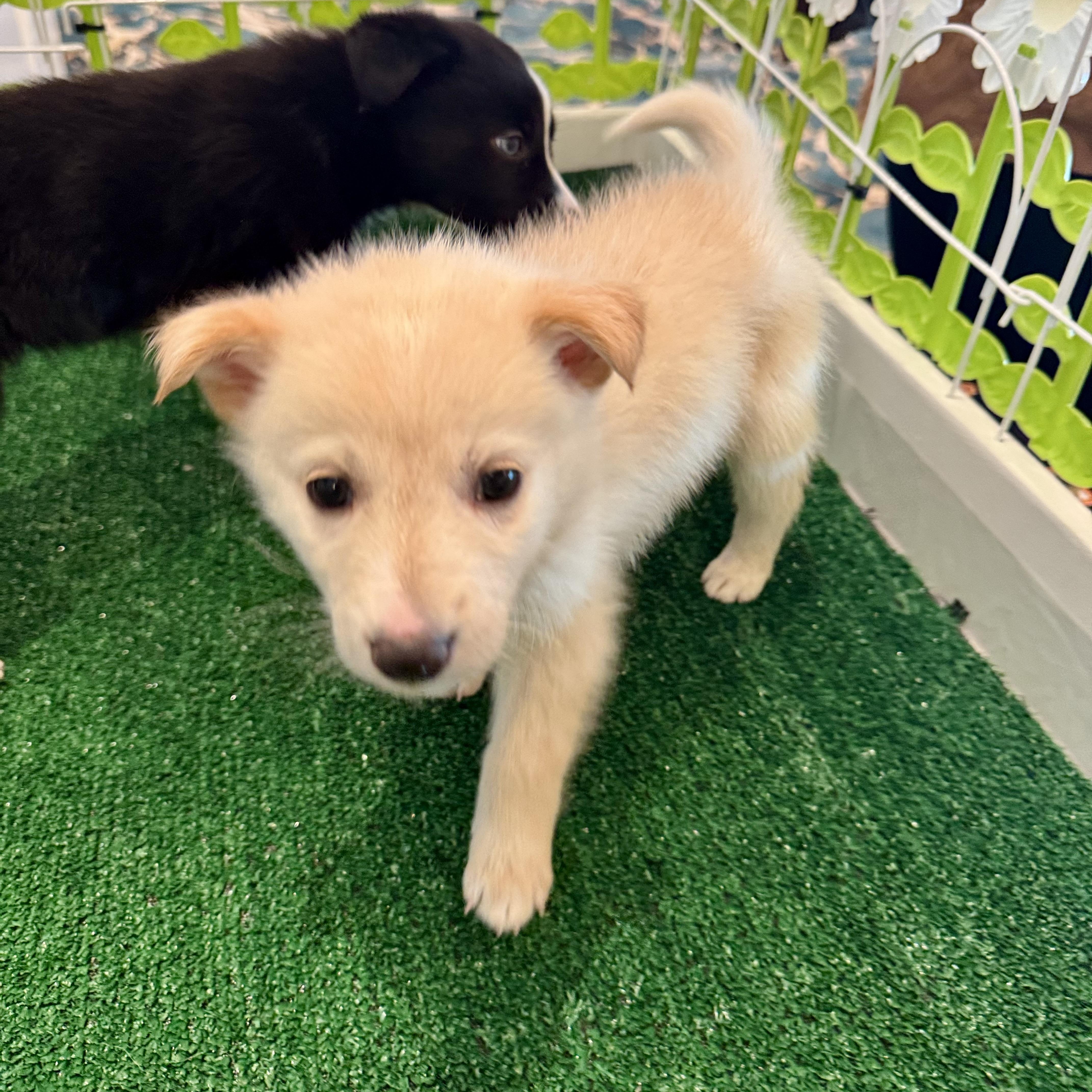 Frito, a ADOPTABLE Mixed Breed in Henderson, NV image 1/2