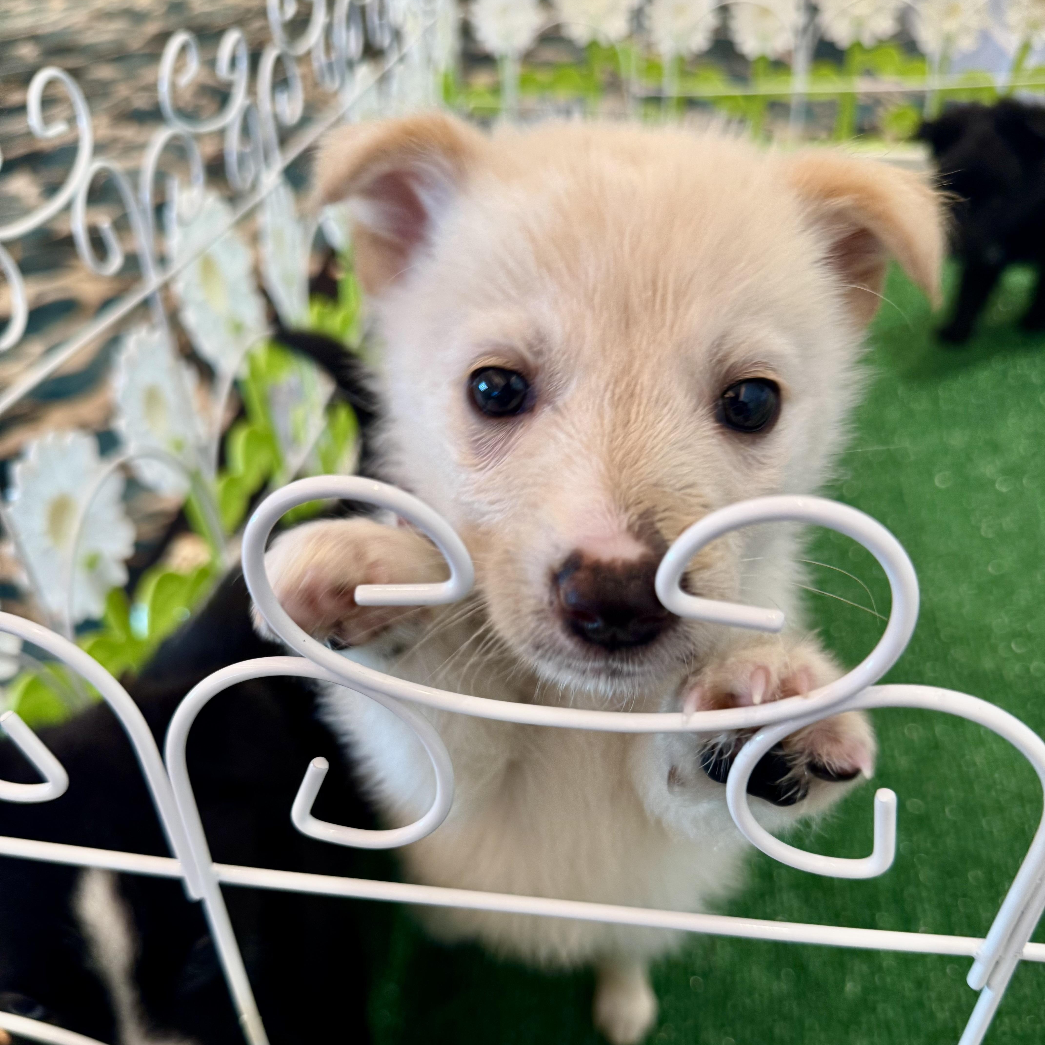 Frito, a ADOPTABLE Mixed Breed in Henderson, NV image 2/2