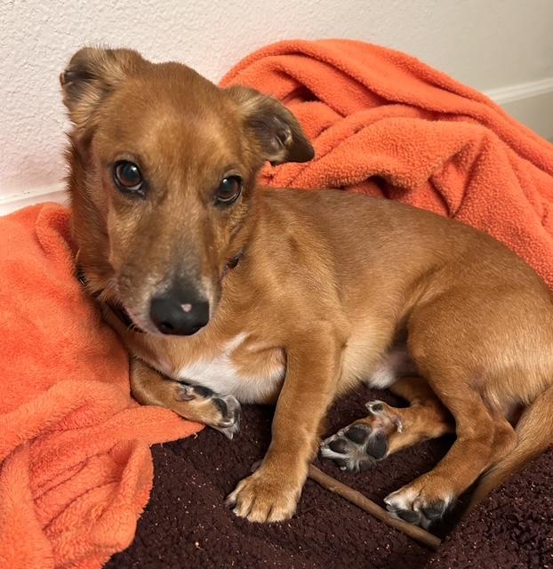 Coco  -  So Ca, Adoptable, Adult Male Dachshund & Chihuahua.