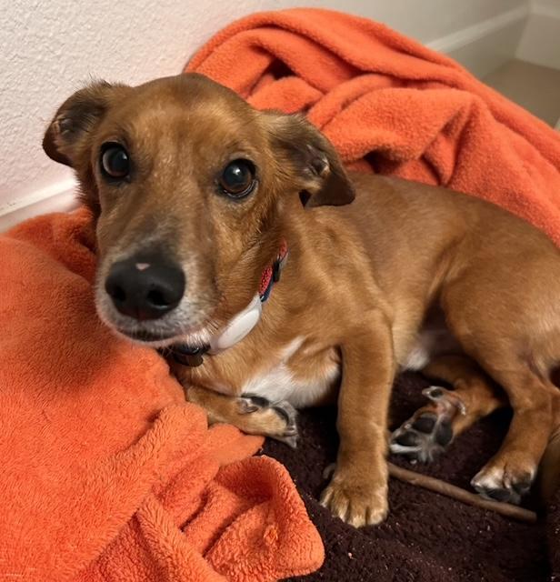 Enlarge Coco  -  So Ca, a Adoptable mixed breed in Los Angeles, CA image 2/3