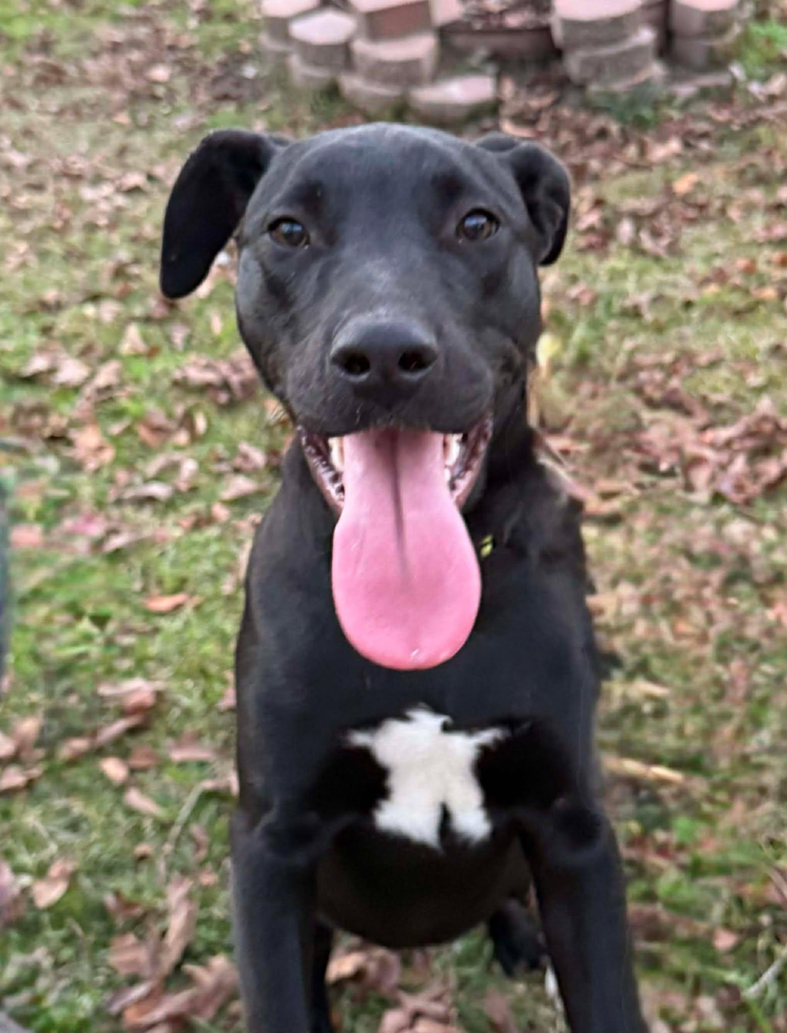 Enlarge Dave, an adoptable Mixed Breed in Northwood, NH image 1/3