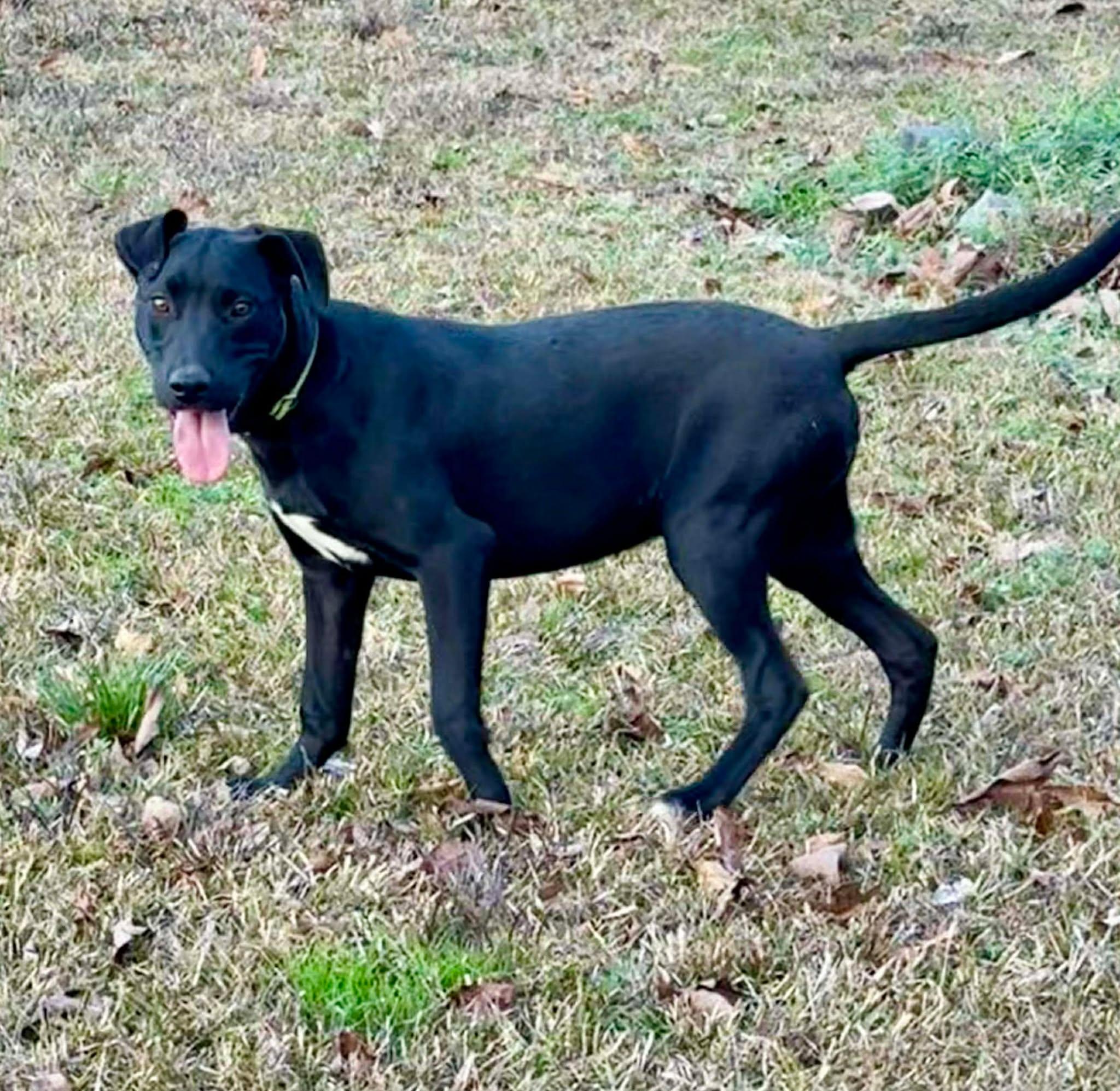 Enlarge Dave, an adoptable Mixed Breed in Northwood, NH image 3/3