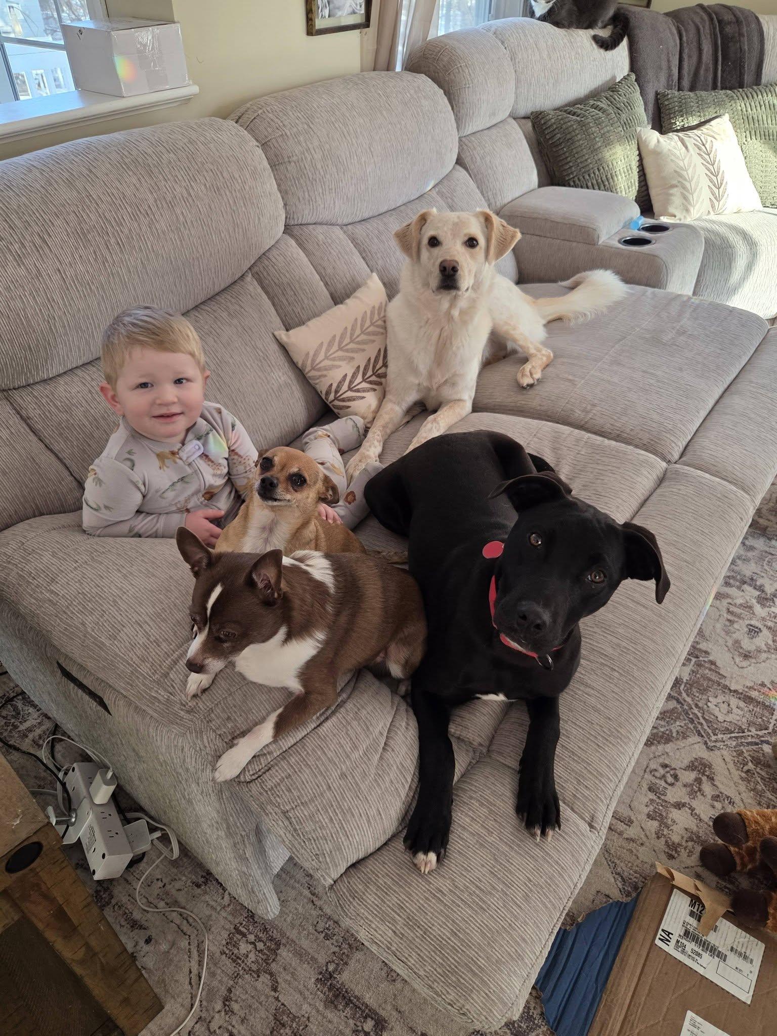 Dave *HERE IN NH*, an adoptable Mixed Breed in Northwood, NH image 6/6