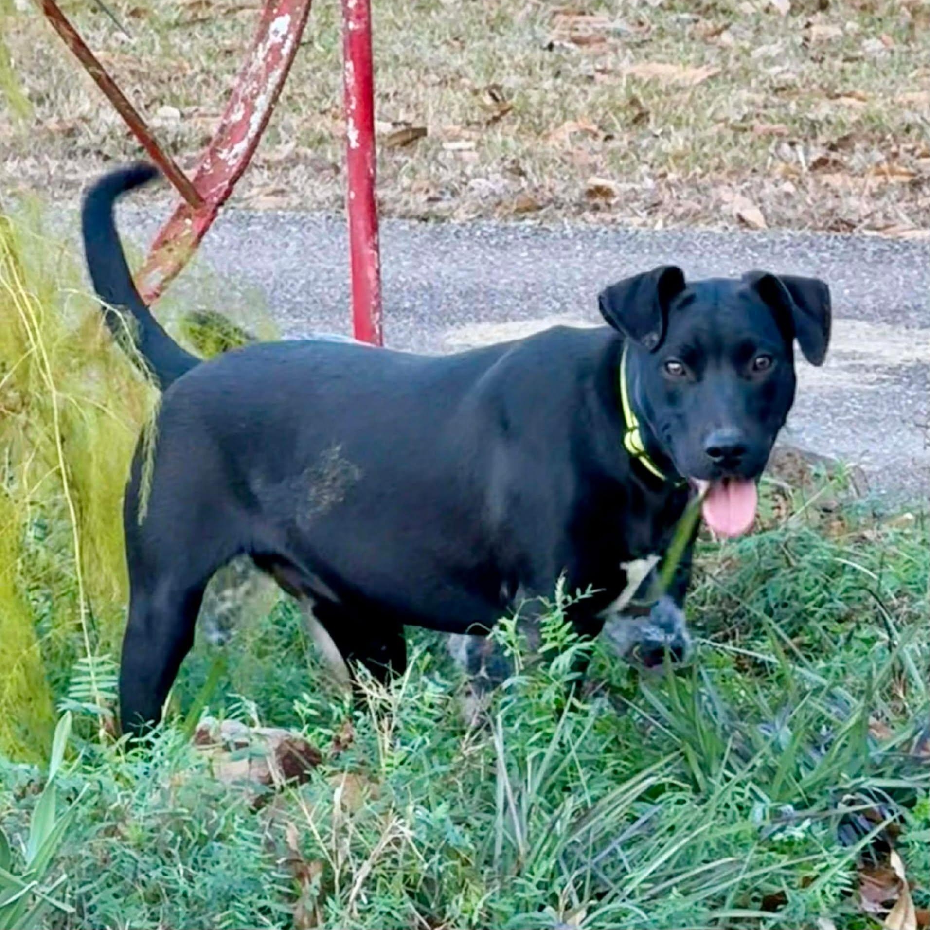 Enlarge Dave, an adoptable Mixed Breed in Northwood, NH image 2/3