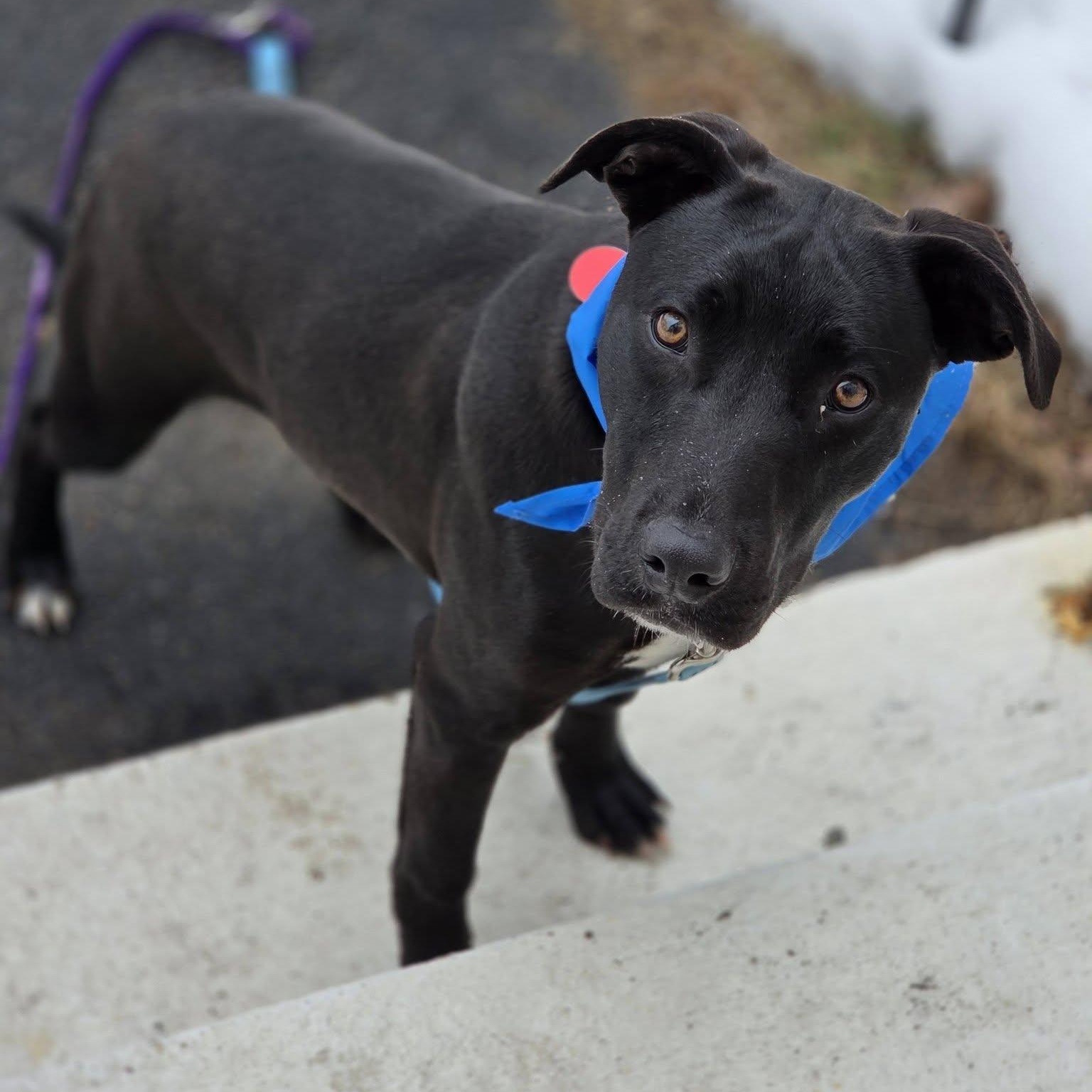 Dave *HERE IN NH*, adoptable, Young Male Mixed Breed.