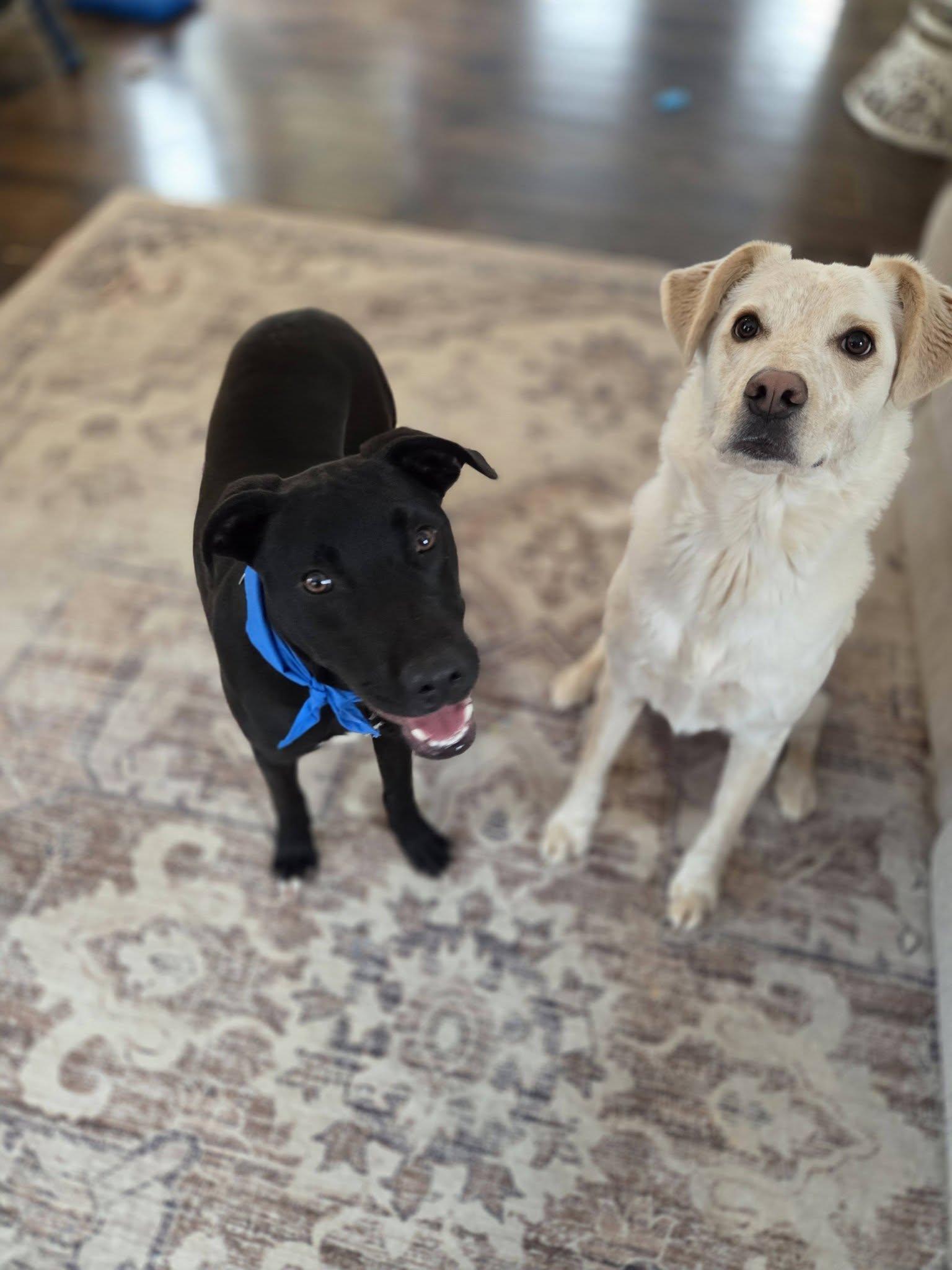 Dave *HERE IN NH*, an adoptable Mixed Breed in Northwood, NH image 4/6