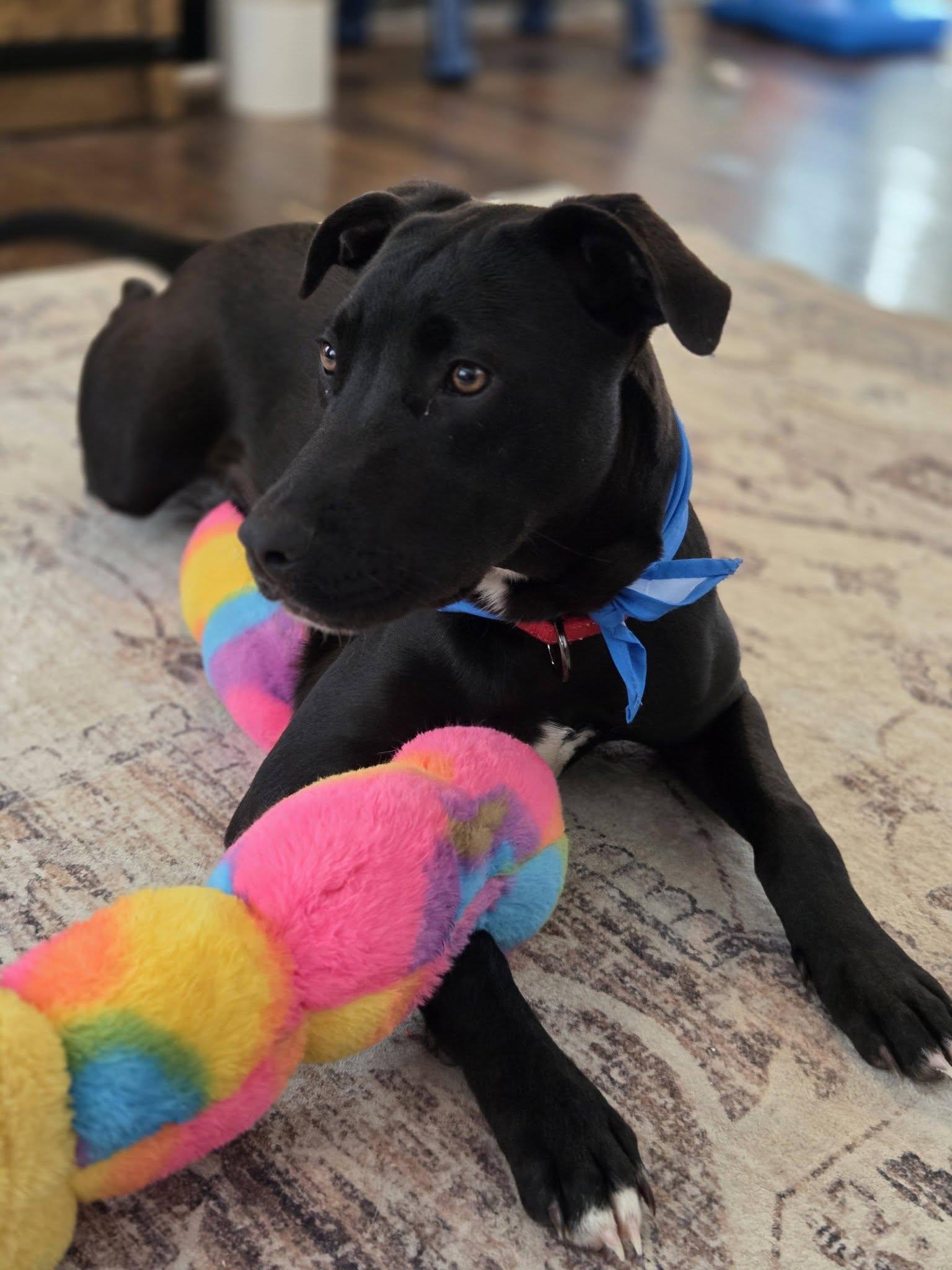Dave *HERE IN NH*, an adoptable Mixed Breed in Northwood, NH image 2/6