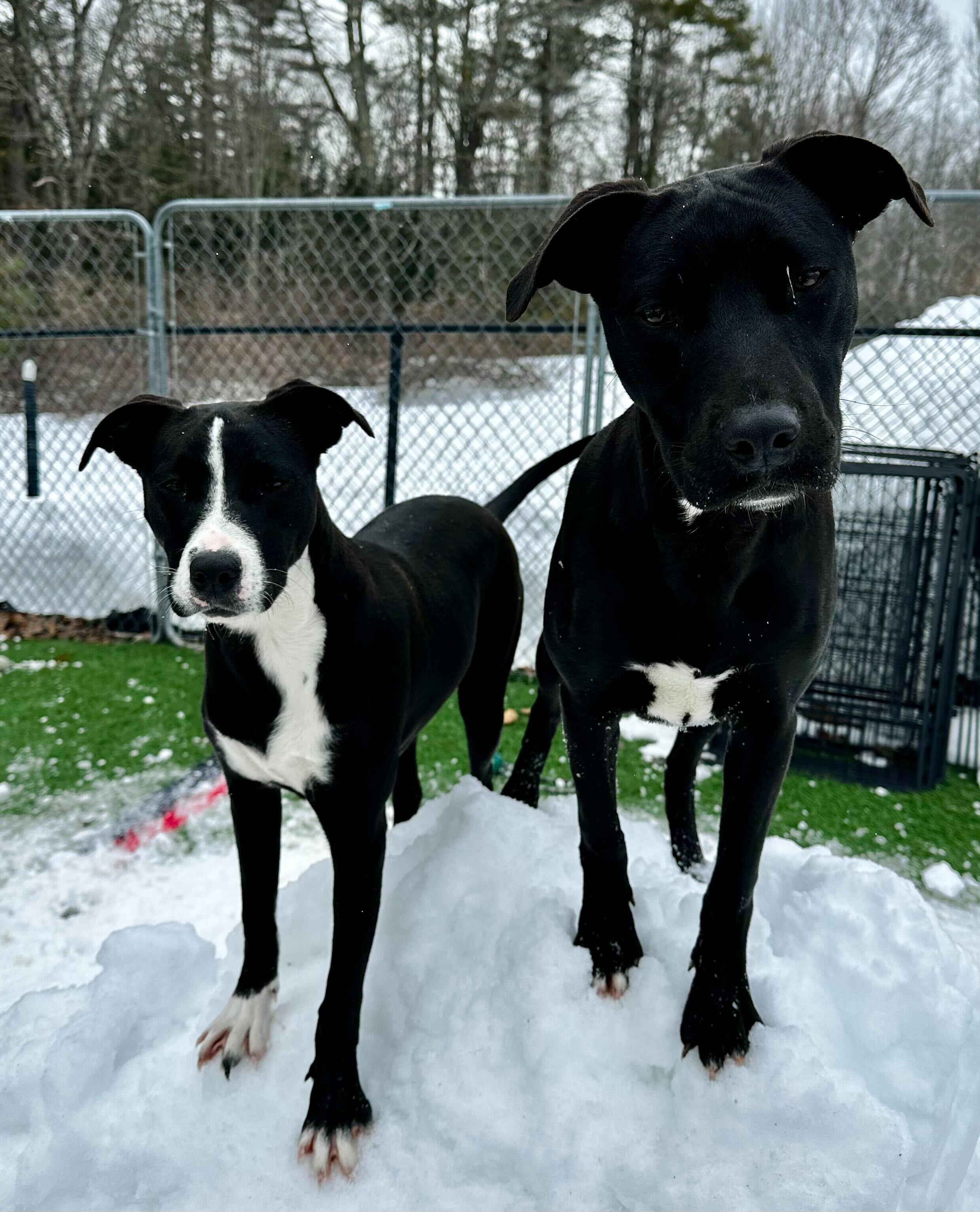 Dave *HERE IN NH*, an adoptable Mixed Breed in Northwood, NH image 3/6
