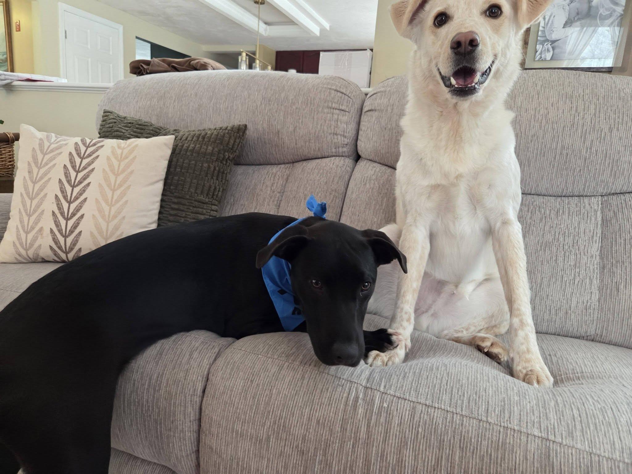 Dave *HERE IN NH*, an adoptable Mixed Breed in Northwood, NH image 5/6