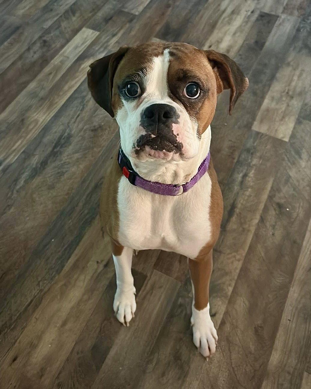 Molly, Adoptable, Adult Female Boxer.