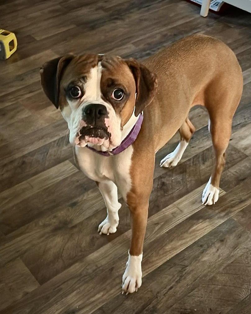 Enlarge Molly, a Adoptable Boxer in Monticello, NY image 2/2