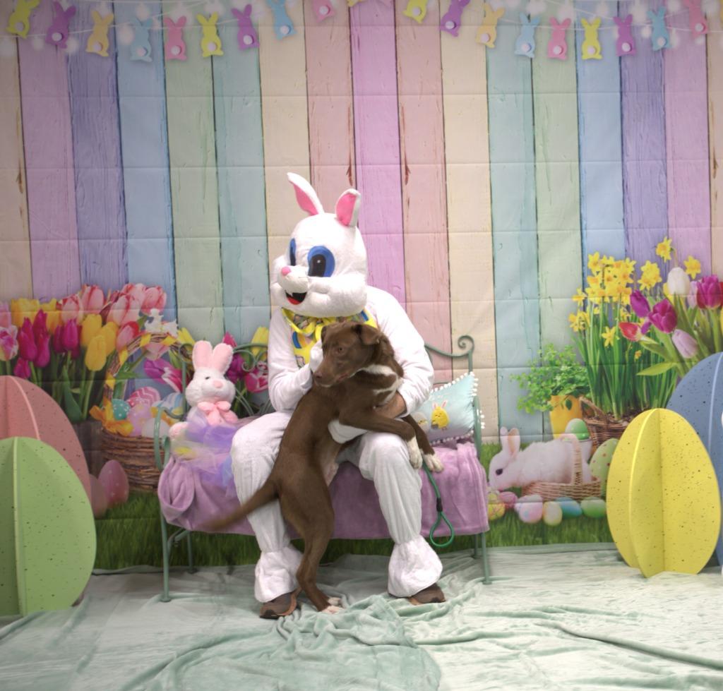 Enlarge Arthur, a Adoptable mixed breed in Athens, TN image 1/3