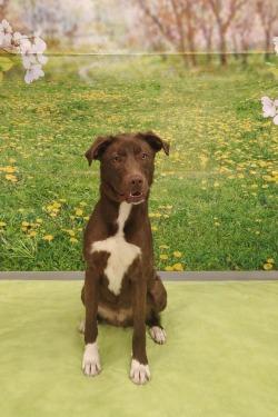 Enlarge Arthur, a Adoptable mixed breed in Athens, TN image 2/3