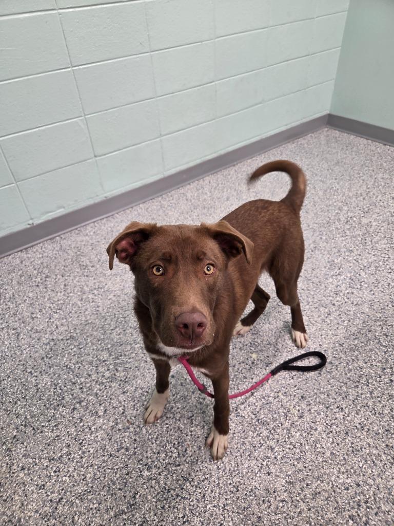 Enlarge Arthur, a Adoptable mixed breed in Athens, TN image 3/3