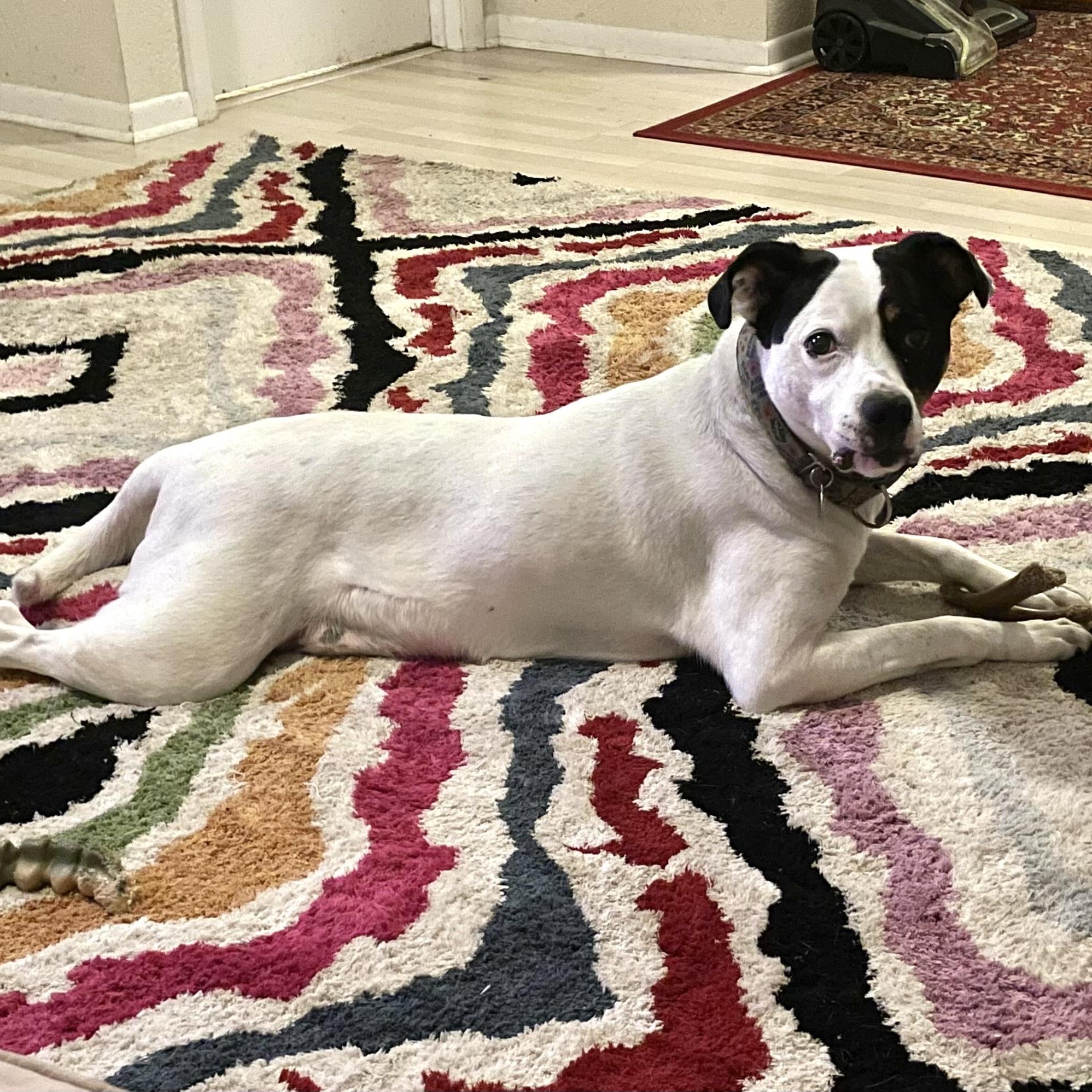 Enlarge Wyatt, a Adoptable mixed breed in Chicago, IL image 2/6