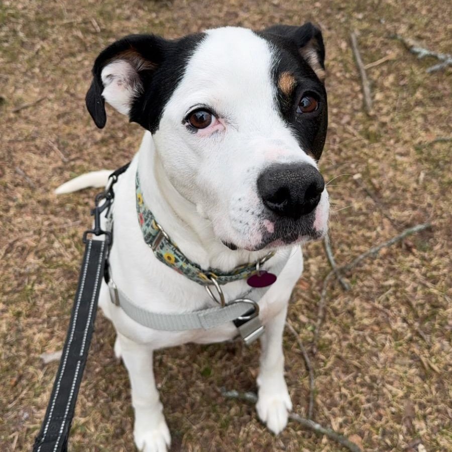 Enlarge Wyatt, a Adoptable mixed breed in Chicago, IL image 5/6