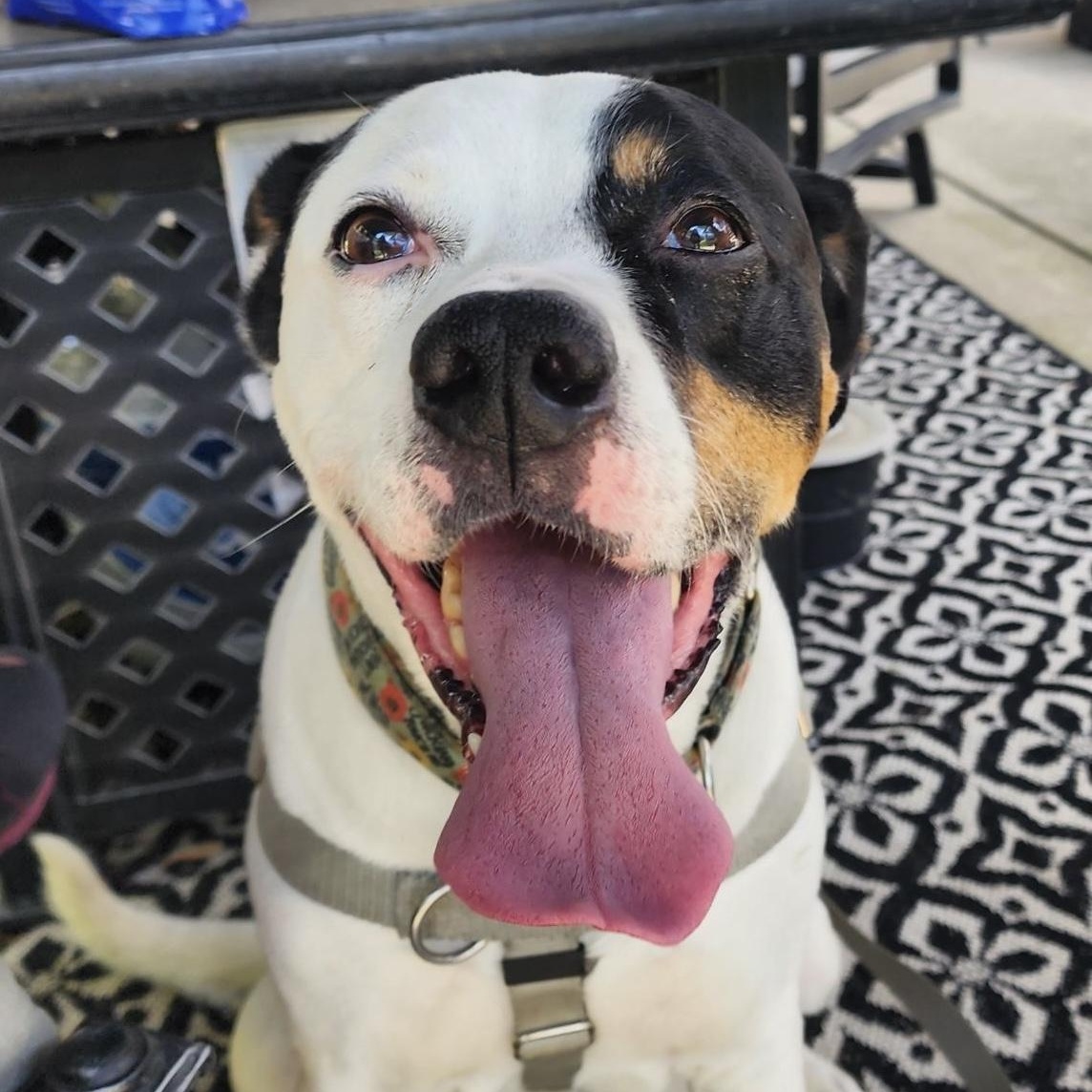 Enlarge Wyatt, a Adoptable mixed breed in Chicago, IL image 4/6