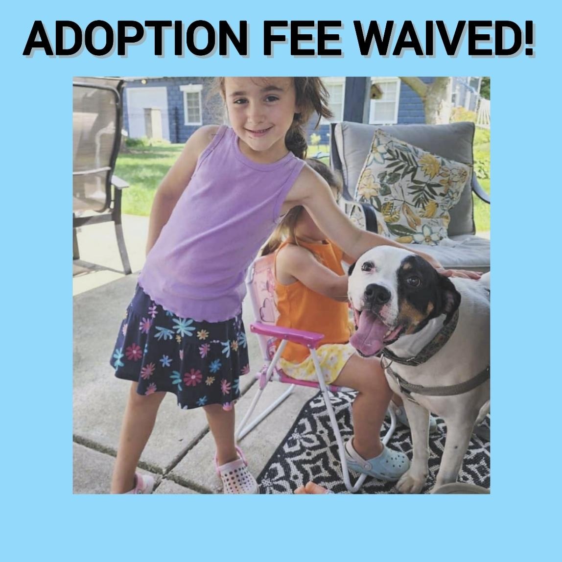 Enlarge Wyatt, a Adoptable mixed breed in Chicago, IL image 1/6