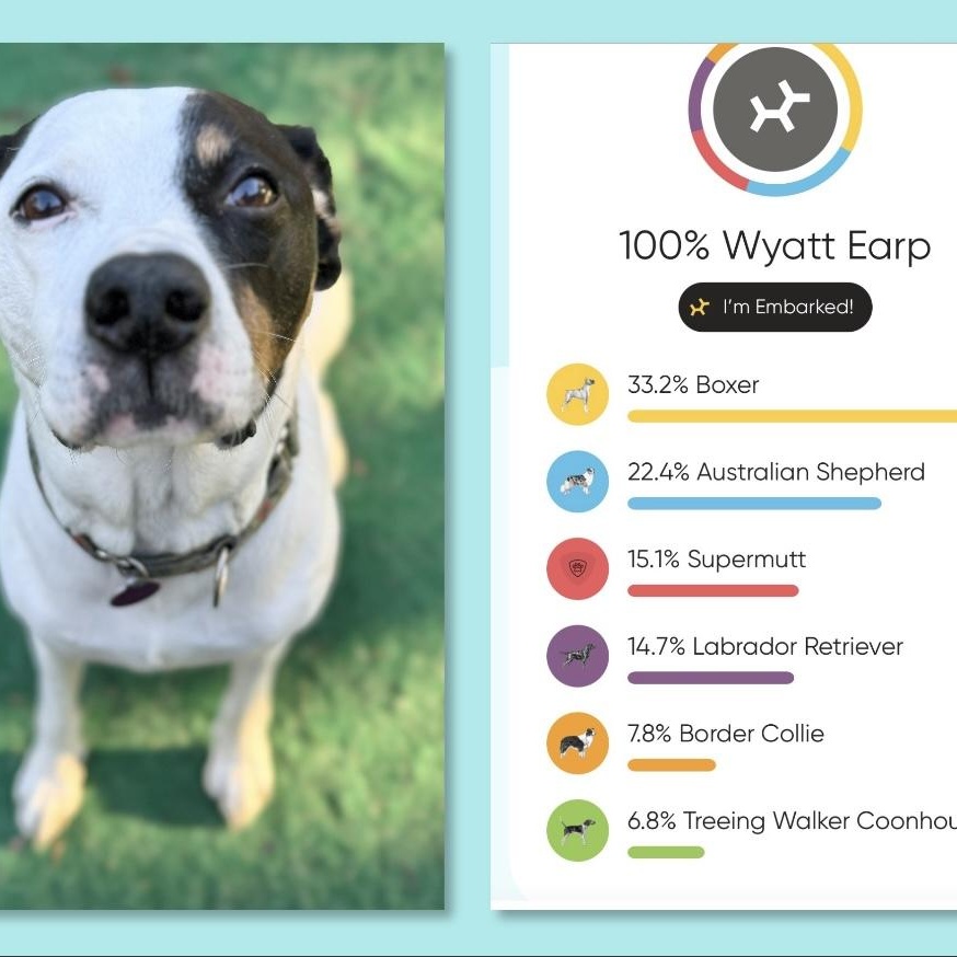 Enlarge Wyatt, a Adoptable mixed breed in Chicago, IL image 3/6