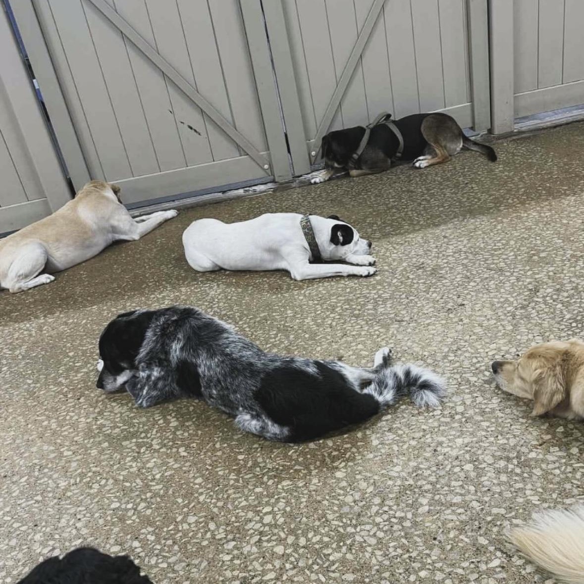 Enlarge Wyatt, a Adoptable mixed breed in Chicago, IL image 6/6