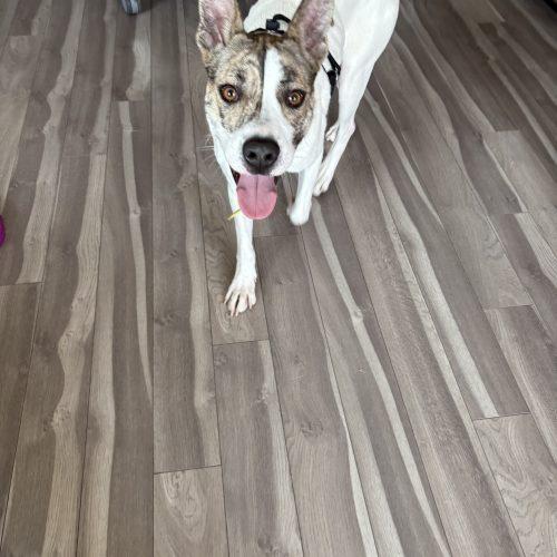 Enlarge Honey, a Adoptable mixed breed in Washington DC, DC image 3/6