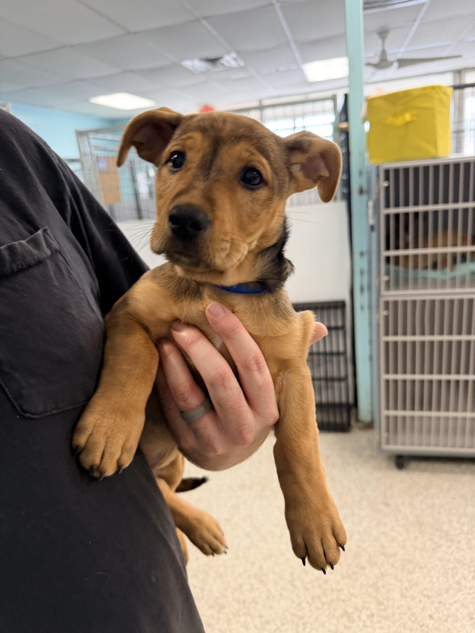 Dasher, Adoptable, Puppy Male Terrier & Mixed Breed.