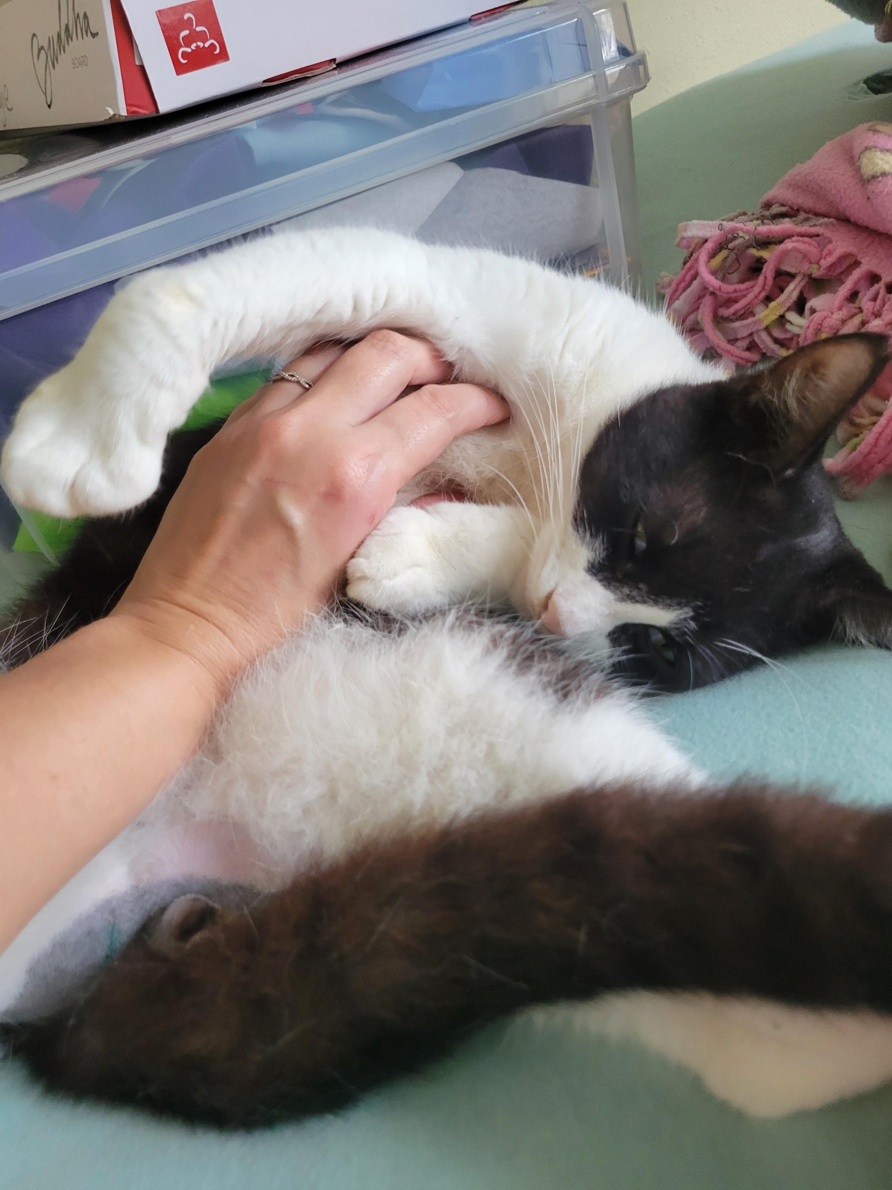 Jack, Adoptable, Young Male Domestic Short Hair.