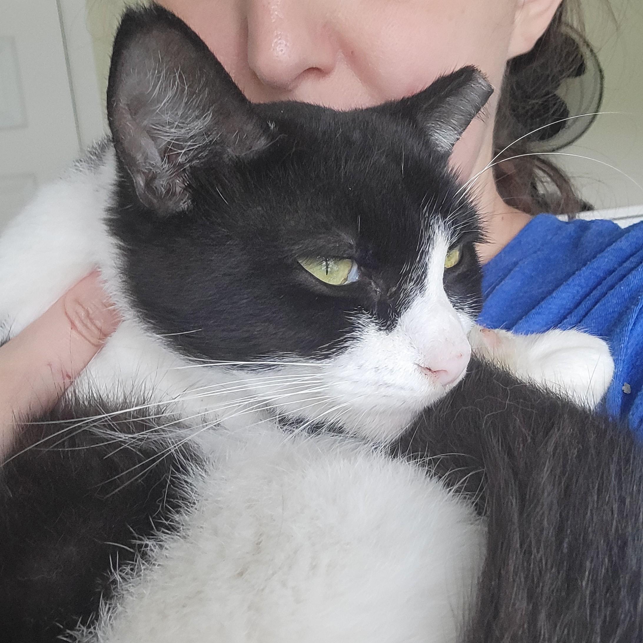 Enlarge Jack, a Adoptable Domestic Short Hair in Palm Bay, FL image 2/2