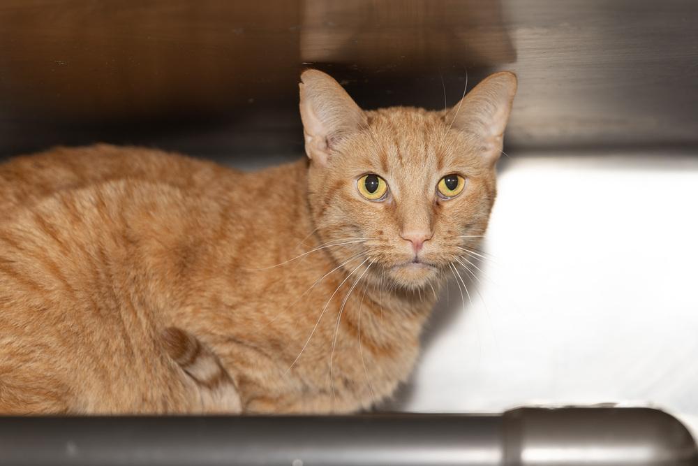 Koop, a Adoptable mixed breed in Wheaton, IL image 1/6