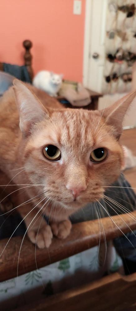 Koop, a Adoptable mixed breed in Wheaton, IL image 2/6