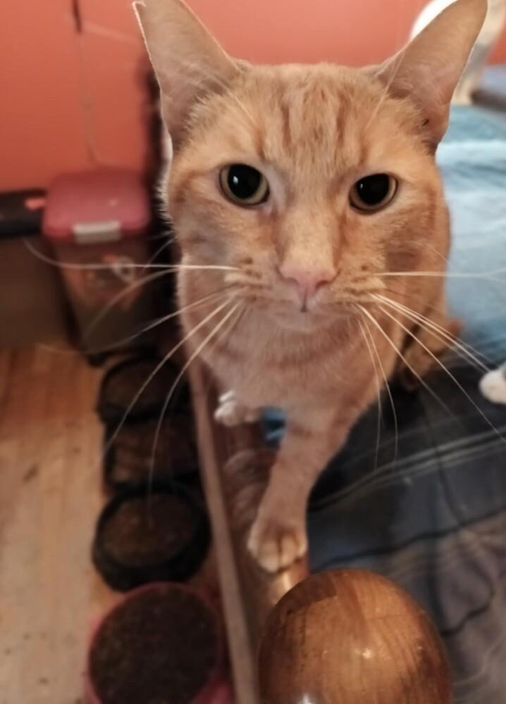 Koop, a Adoptable mixed breed in Wheaton, IL image 6/6