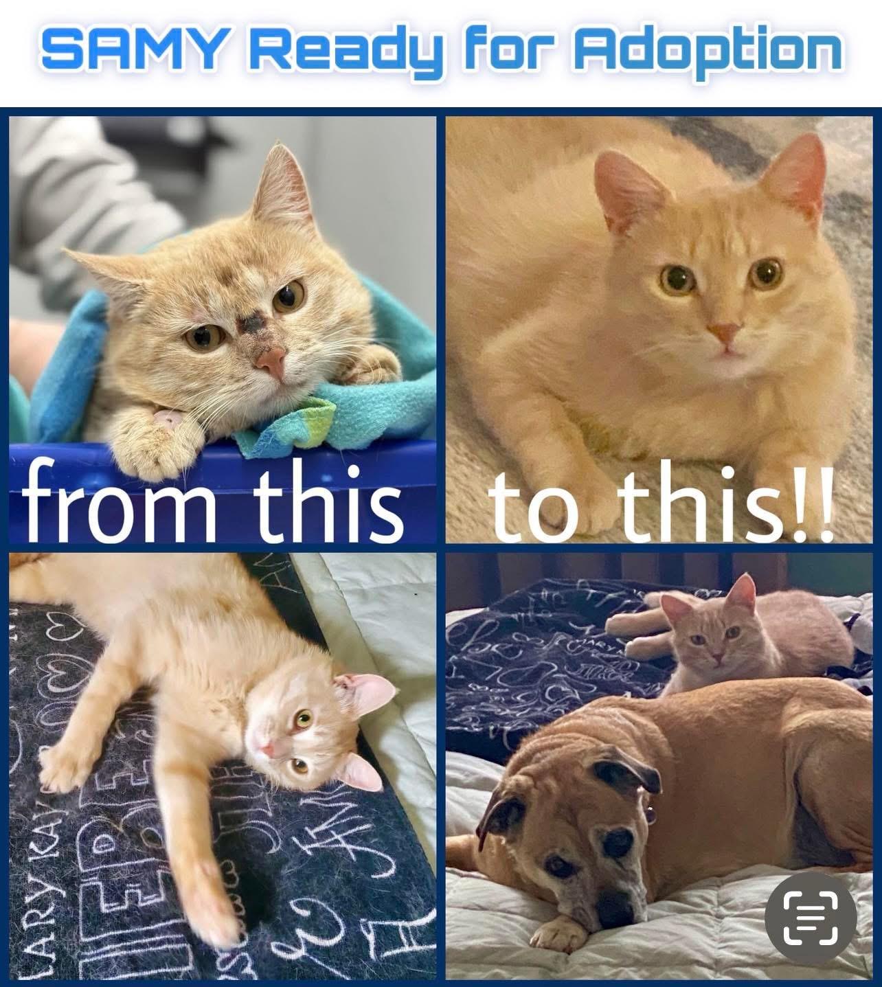 Enlarge Samy, a Adopted mixed breed in Etobicoke, ON image 1/5