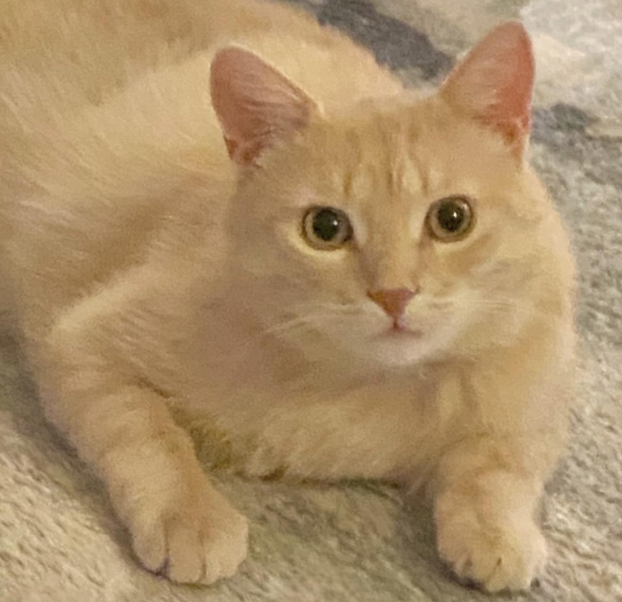 Enlarge Samy, a Adopted mixed breed in Etobicoke, ON image 2/5