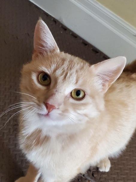 Enlarge Samy, a Adopted mixed breed in Etobicoke, ON image 3/5