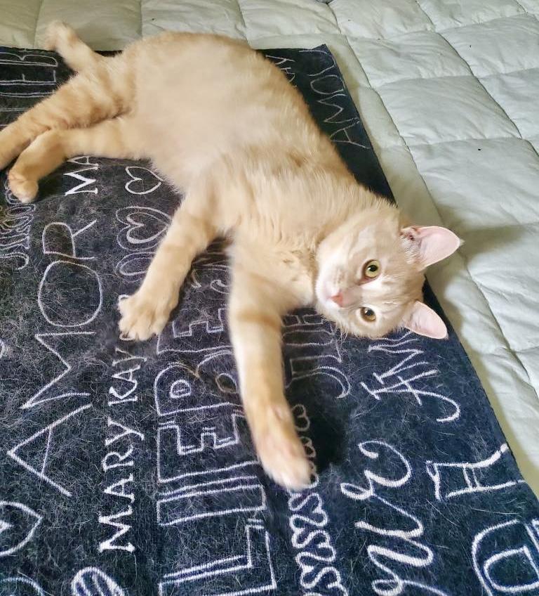 Enlarge Samy, a Adopted mixed breed in Etobicoke, ON image 4/5