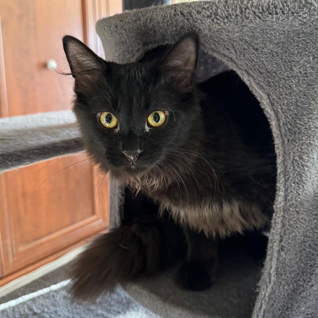 Purrlock, a Adoptable Domestic Medium Hair in Chapel Hill, NC image 1/6