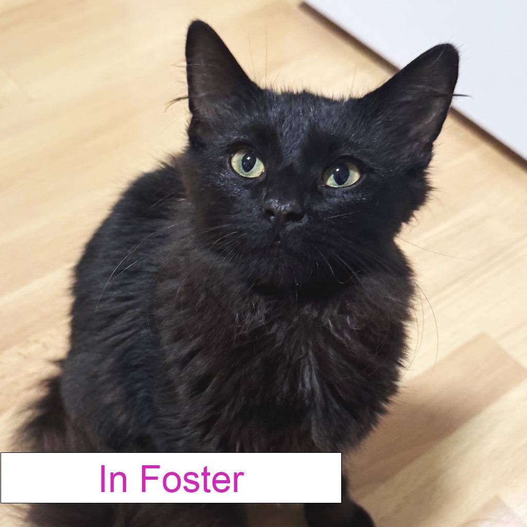 Purrlock, a Adoptable Domestic Medium Hair in Chapel Hill, NC image 2/6