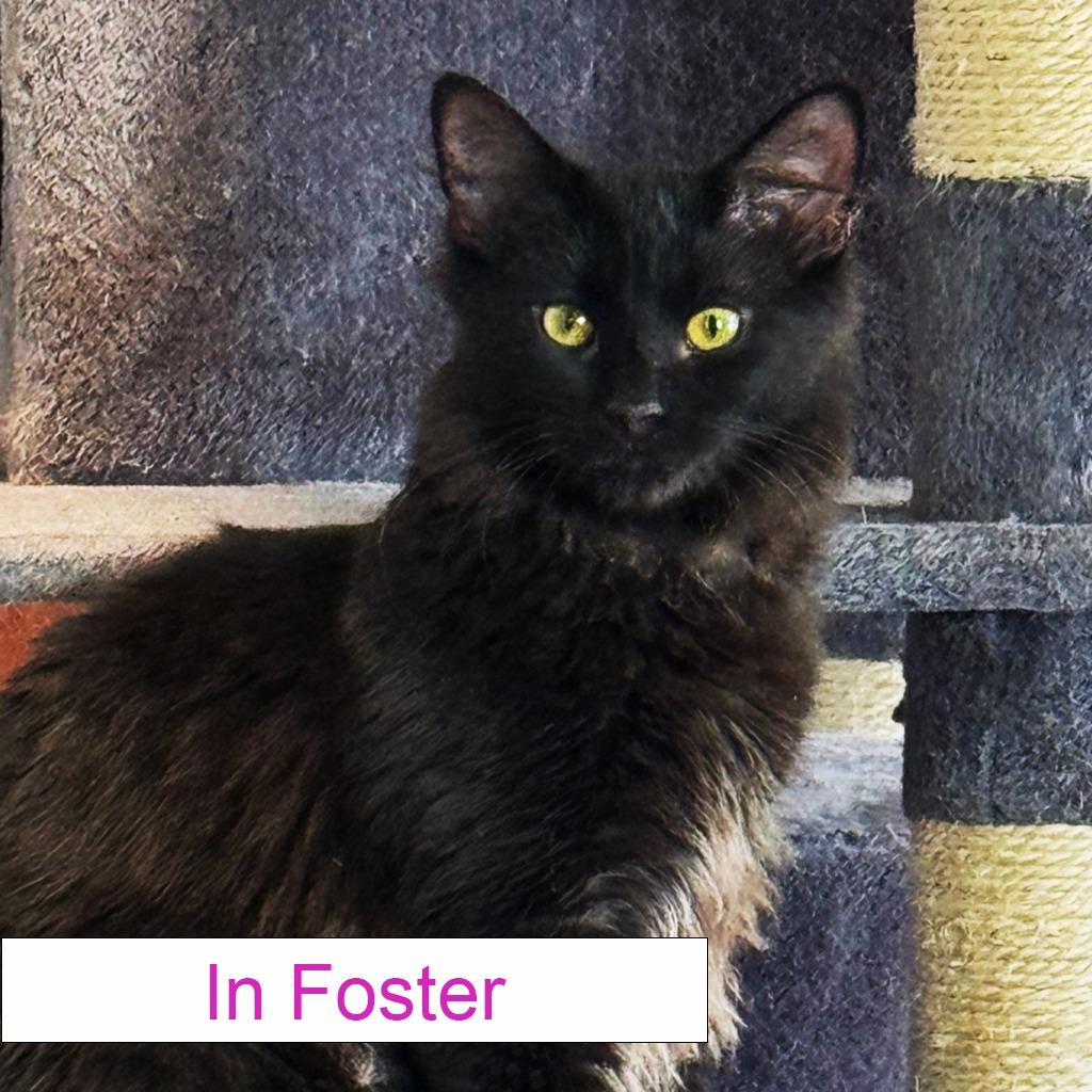 Purrlock, a Adoptable Domestic Medium Hair in Chapel Hill, NC image 3/6