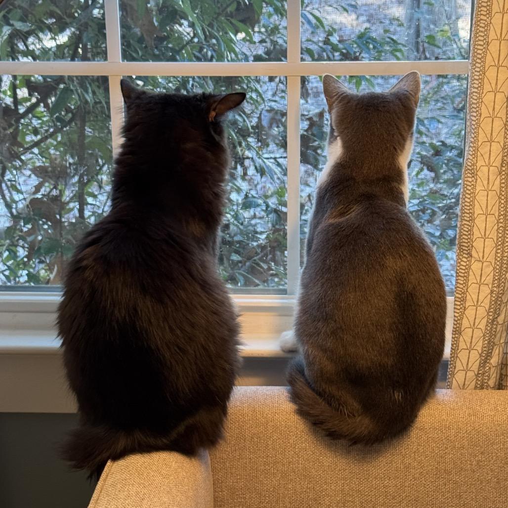 Purrlock, a Adoptable Domestic Medium Hair in Chapel Hill, NC image 4/6