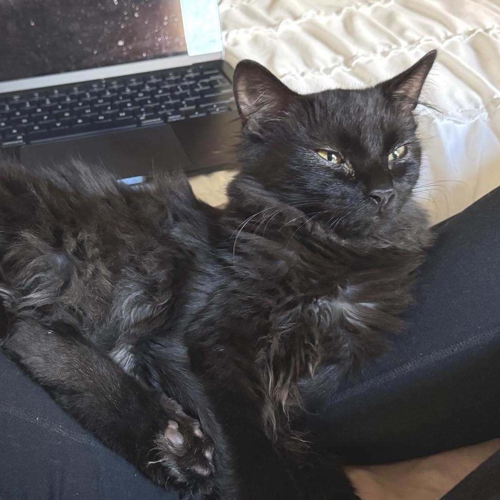 Purrlock, a Adoptable Domestic Medium Hair in Chapel Hill, NC image 5/6